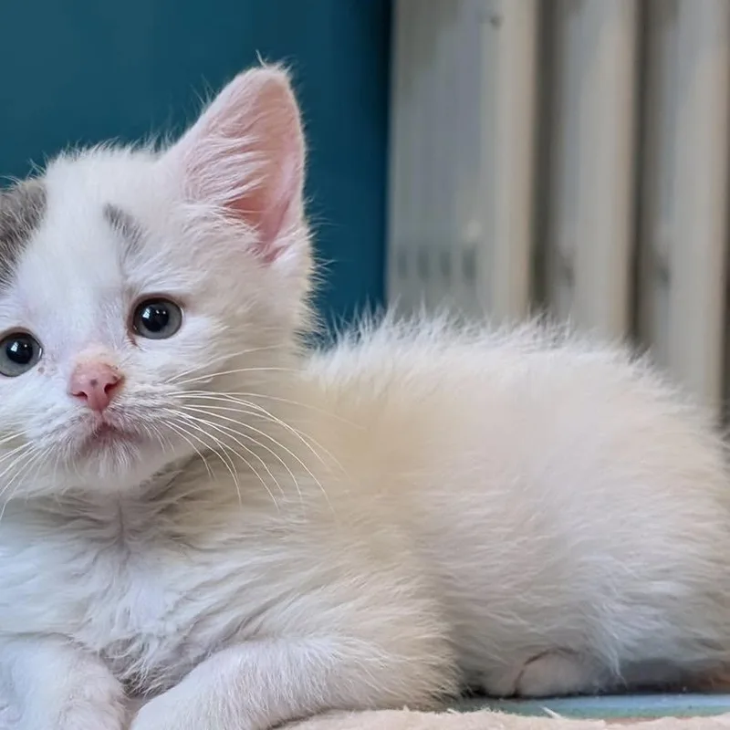 A baby small-sized male Gray & White Domestic Short Hair cat named Ferdy for adoption in Woodbury, NJ
