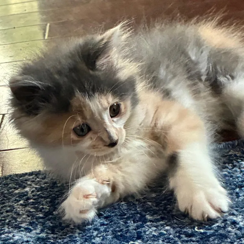 A baby small-sized female Gray / Blue / Silver Domestic Short Hair cat named Joan for adoption in Franklin, TN