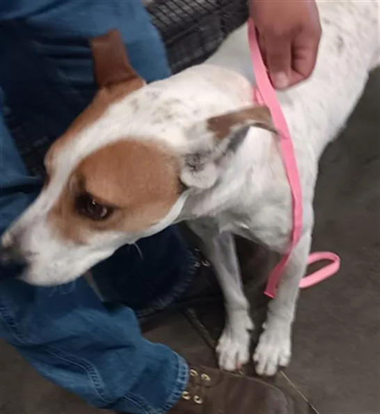 An adult medium-sized male Mixed Breed dog named Jolly for adoption in Los Angeles, CA