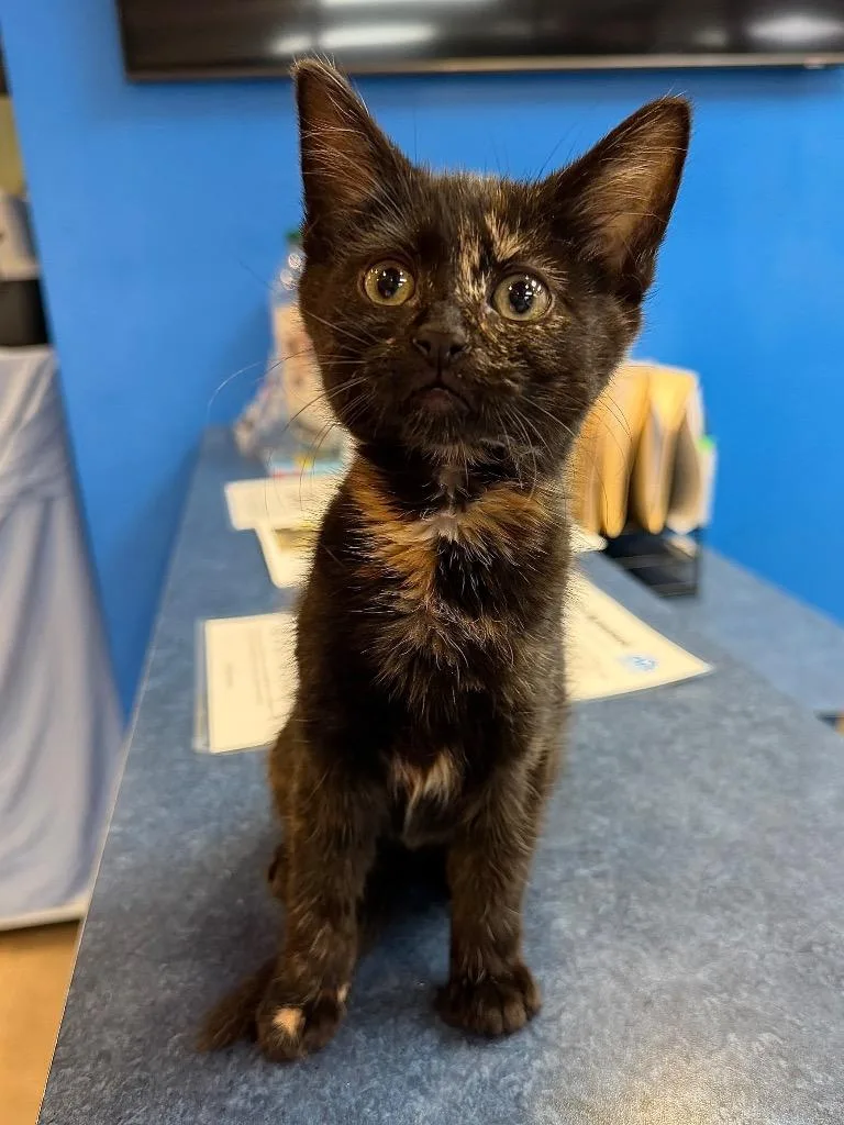 A baby medium-sized female Domestic Short Hair cat named Saxophone for adoption in Cincinnati, OH