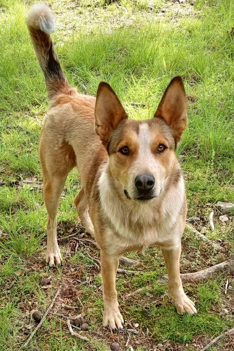 Rico And Halo thumbnail 3