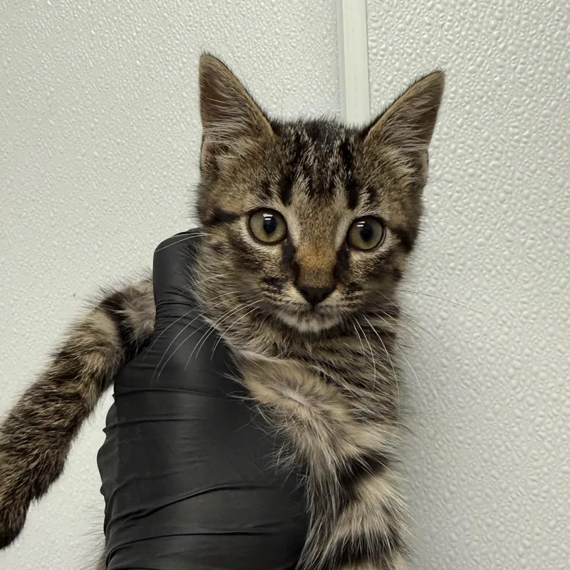 A baby small-sized male Brown / Chocolate Domestic Short Hair cat named Andy for adoption in Abilene, TX