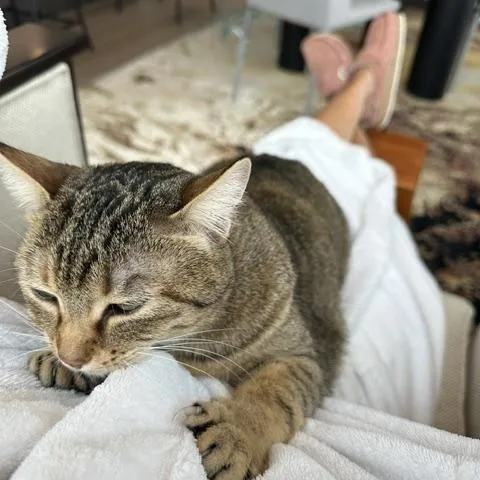 Layla the lap cat thumbnail 2
