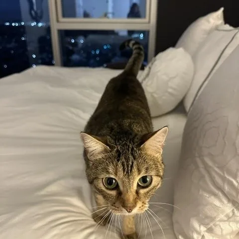 Layla the lap cat thumbnail 3