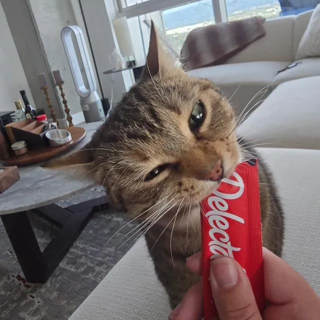 Layla the lap cat thumbnail 5