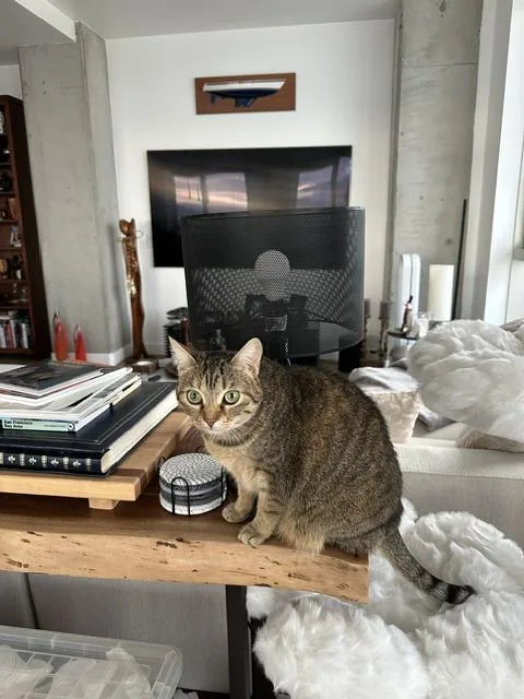 Layla the lap cat thumbnail 6
