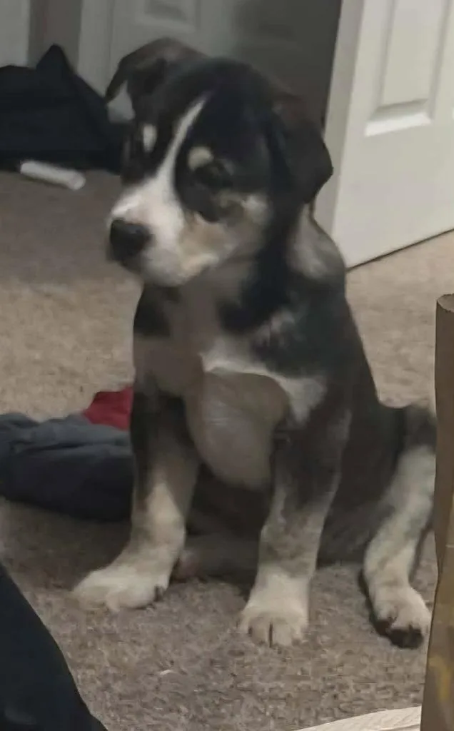 Rex