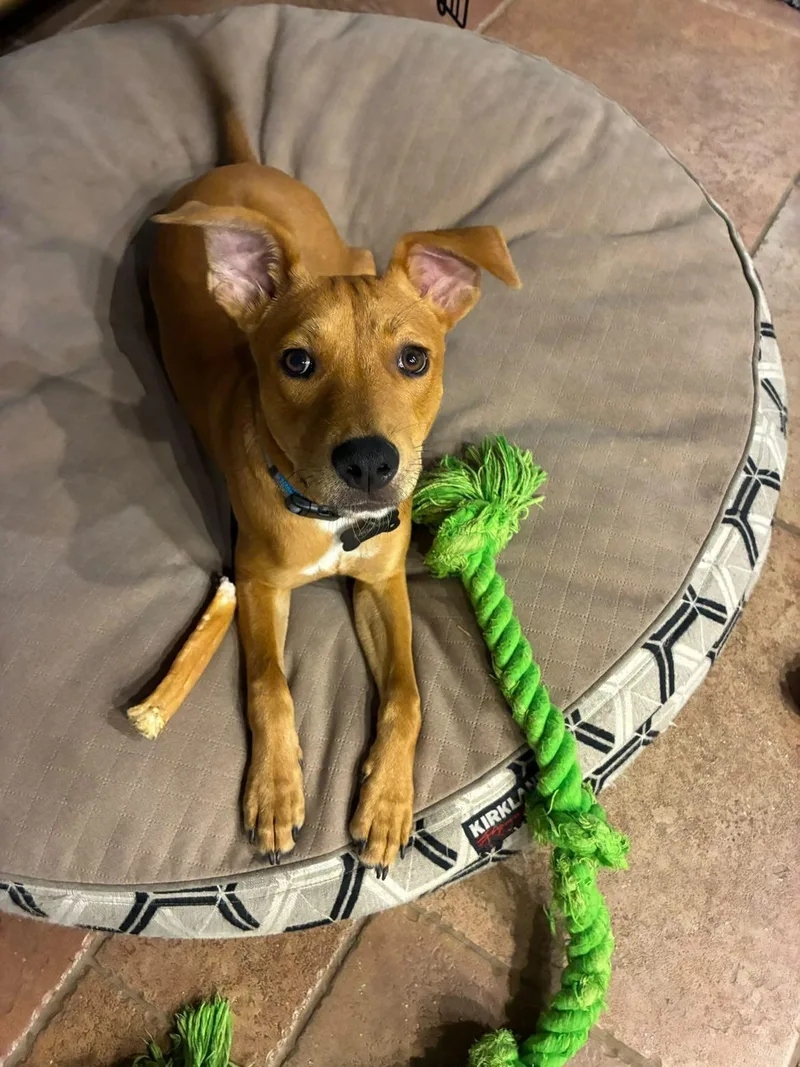A baby small-sized male Red / Chestnut / Orange American Staffordshire Terrier dog named Ranger for adoption in Fresno, CA