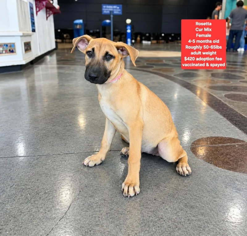 A baby large-sized female Black Mouth Cur dog named Rosetta for adoption in Oviedo, FL