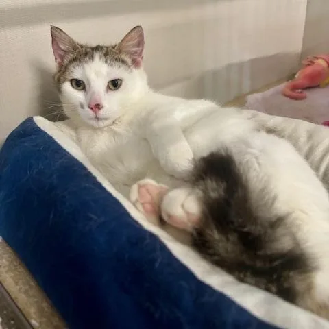 A young small-sized female Gray & White Domestic Short Hair cat named Farah for adoption in Hutchinson, MN