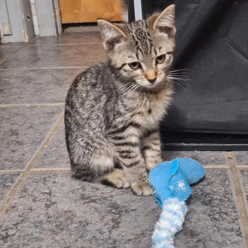 A baby small-sized female Domestic Short Hair cat named Peanut for adoption in Grantsville, UT