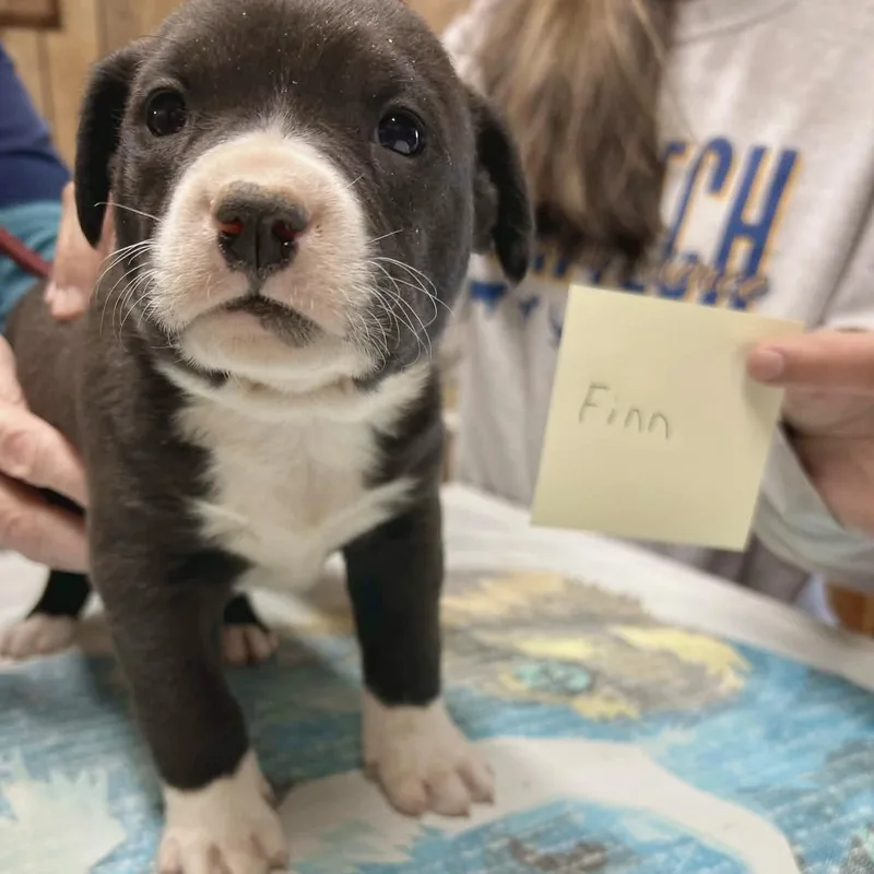 Finn thumbnail 3
