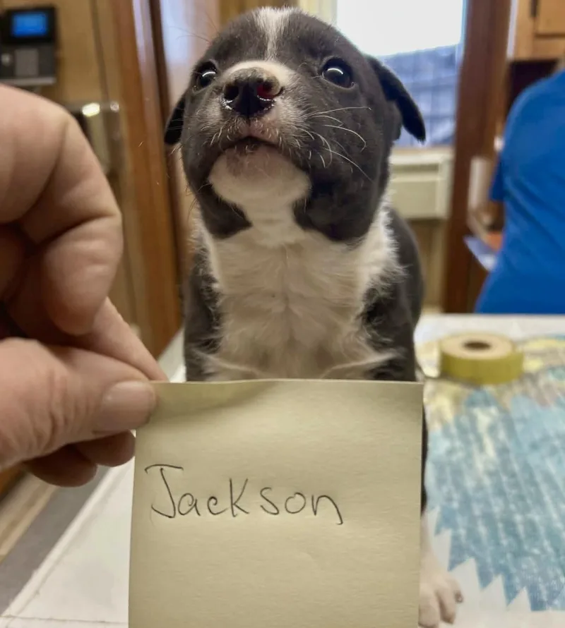 Finn thumbnail 4