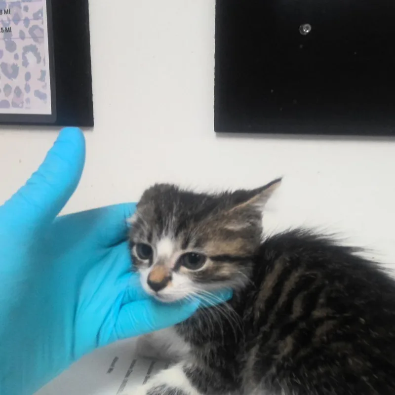 A baby small-sized male Black Domestic Long Hair cat named Eifel for adoption in Birmingham, AL