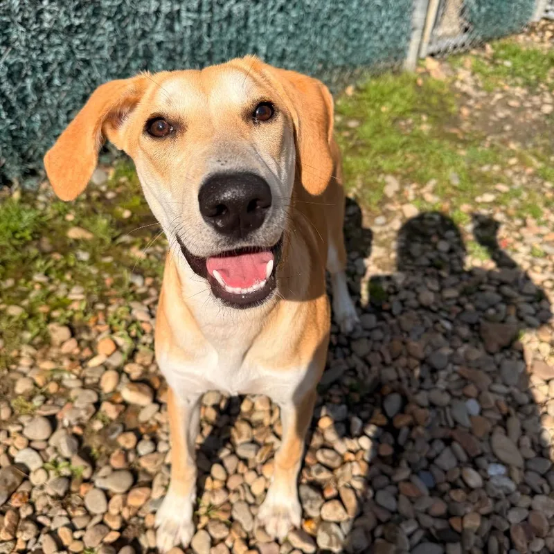 A young medium-sized female Golden Mixed Breed dog named Stella for adoption in Hendersonville, NC