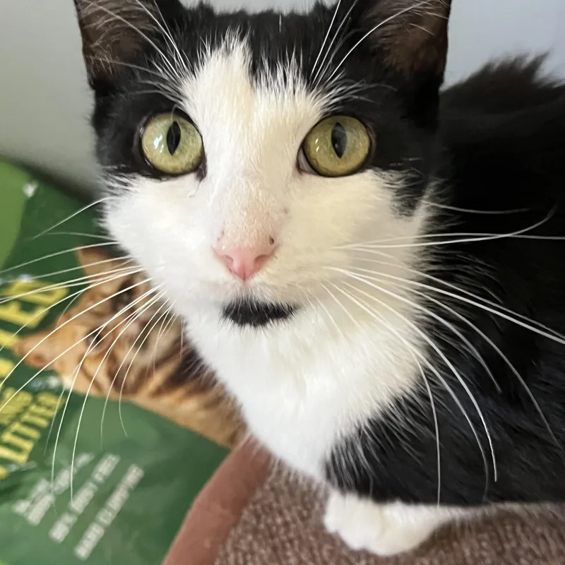 A baby medium-sized female Black & White / Tuxedo Domestic Short Hair cat named April for adoption in Moline, IL