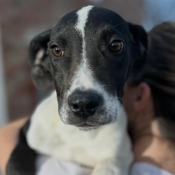 Delilah