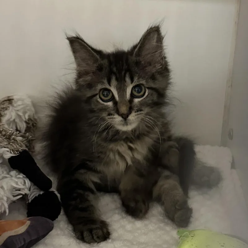 A baby small-sized female Gray / Blue / Silver Domestic Medium Hair cat named Tide for adoption in Hinsdale, IL