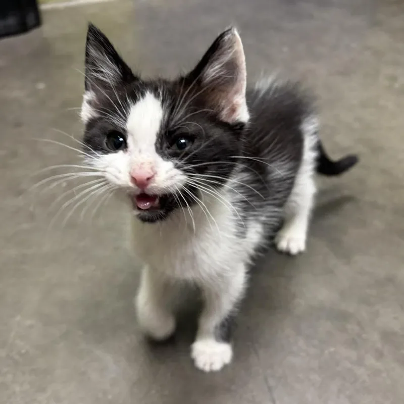 A baby small-sized male Black Domestic Short Hair cat named Milo for adoption in Waynesburg, PA