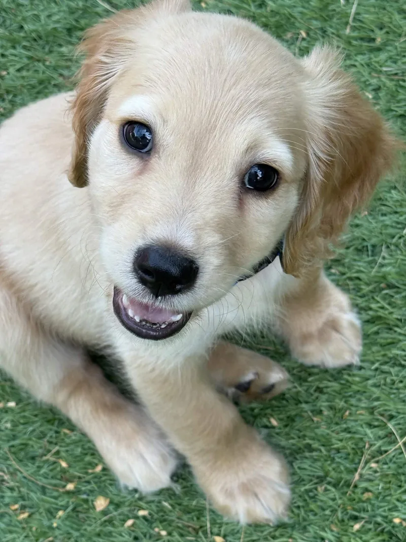 A baby medium-sized male Cocker Spaniel dog named Chips for adoption in Fort Worth, TX