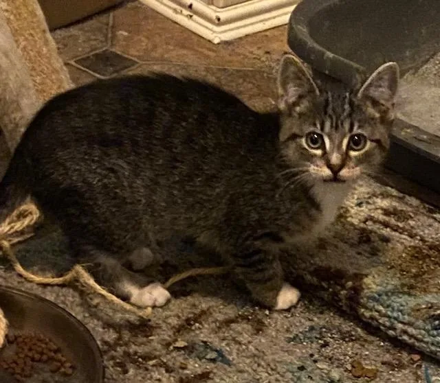 A baby medium-sized female Tabby (Brown / Chocolate) Domestic Short Hair cat named Marley for adoption in Sterling Heights, MI