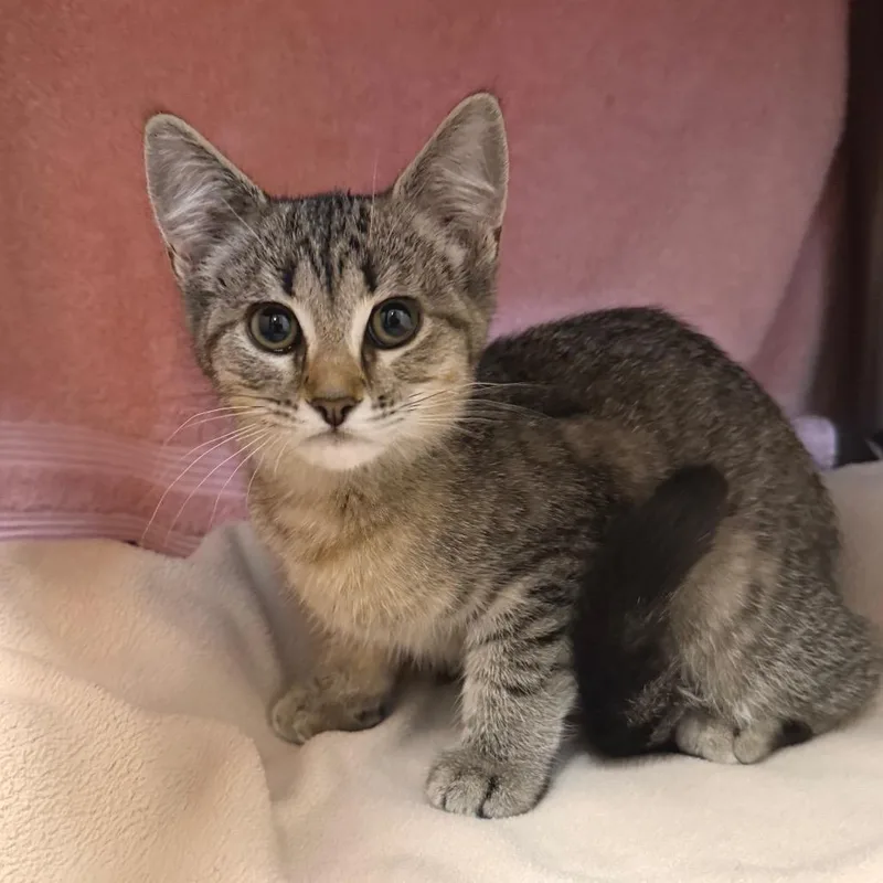 A baby small-sized female Brown / Chocolate Domestic Short Hair cat named Felicia for adoption in Owosso, MI
