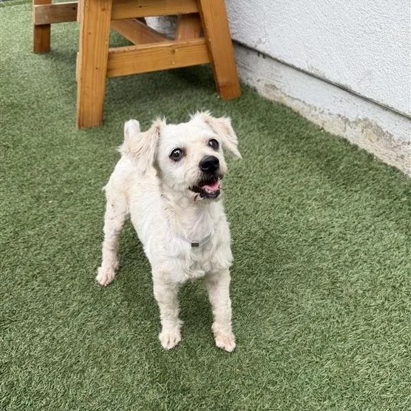 An adult small-sized female White / Cream Poodle dog named Snowball for adoption in Hawthorne, CA