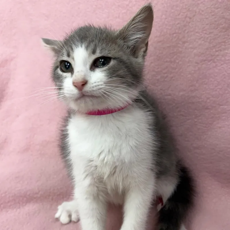 A baby small-sized female Gray / Blue / Silver Domestic Short Hair cat named Edna for adoption in West Point, MS