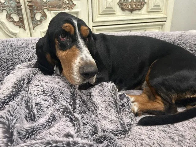 A young medium-sized female Basset Hound dog named Roxy for adoption in Petaluma, CA