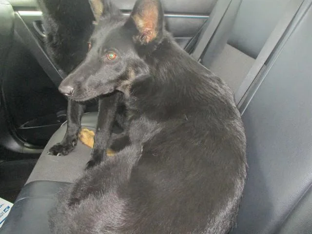 A young medium-sized female German Shepherd Dog dog named A for adoption in Ocala, FL