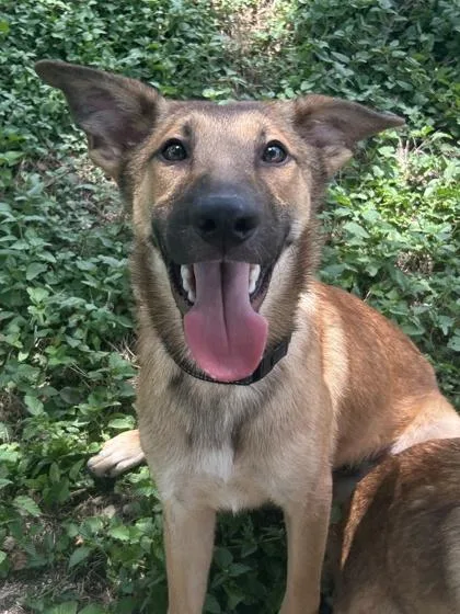 An adult medium-sized male Shepherd dog named Nigel for adoption in San Antonio, TX