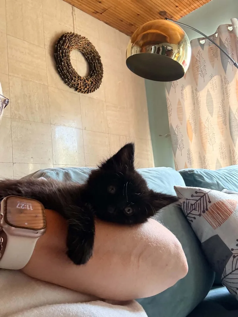 A baby small-sized male Black Maine Coon cat named Milo for adoption in Yorba Linda, CA