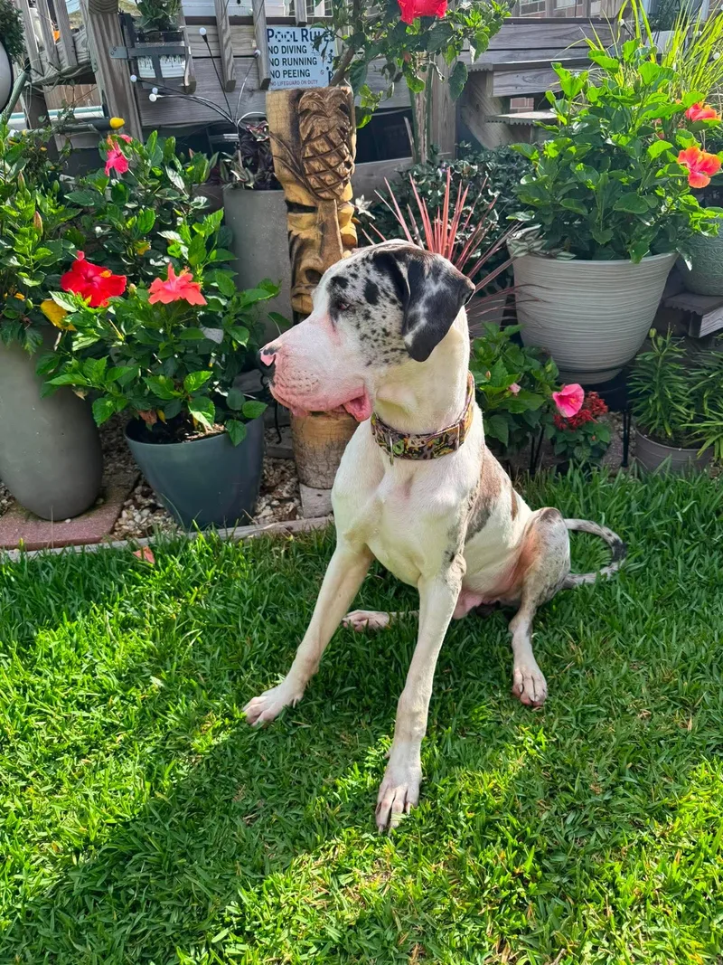 A young extra large-sized male Great Dane dog named Benny for adoption in Pensacola, FL