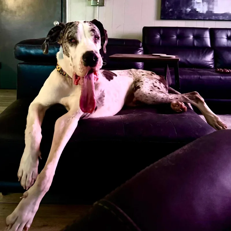 Benny thumbnail 5