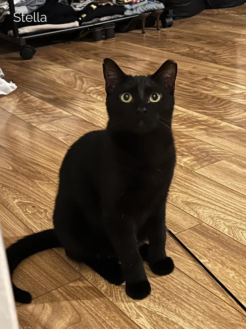 A young medium-sized female Black Domestic Short Hair cat named Bloom & Stella for adoption in Miami, FL