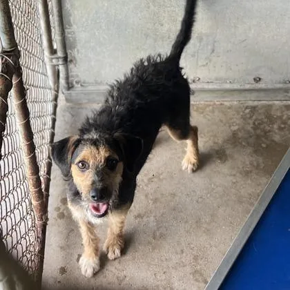 An adult small-sized female Poodle dog named Yayni for adoption in Morton Grove, IL