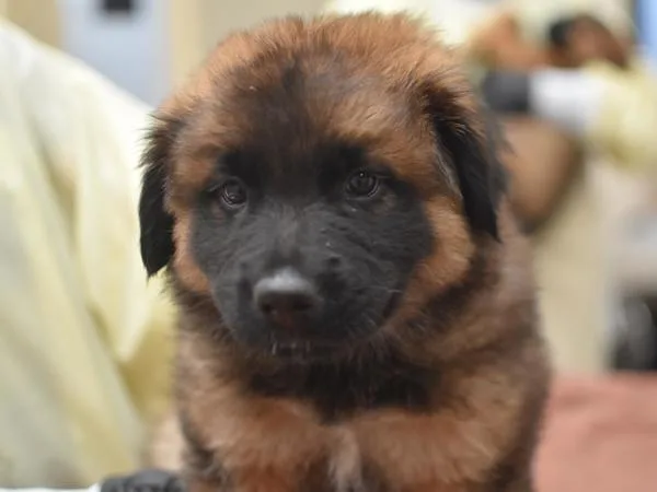 A baby medium-sized male Shepherd dog named Creek for adoption in Portland, OR