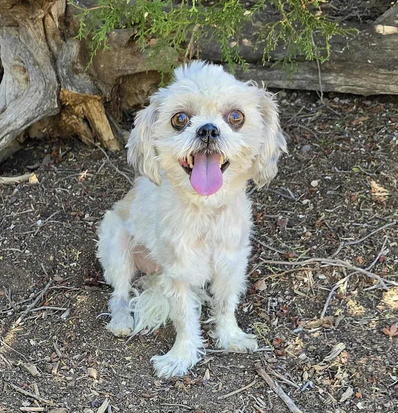 A young small-sized female White / Cream Shih Tzu dog named Magical Lil Ms Mariska for adoption in Albuquerque, NM