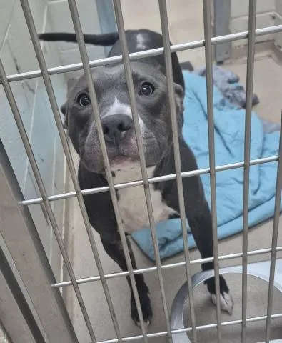 An adult medium-sized male Pit Bull Terrier dog named Javi for adoption in Decatur, IL