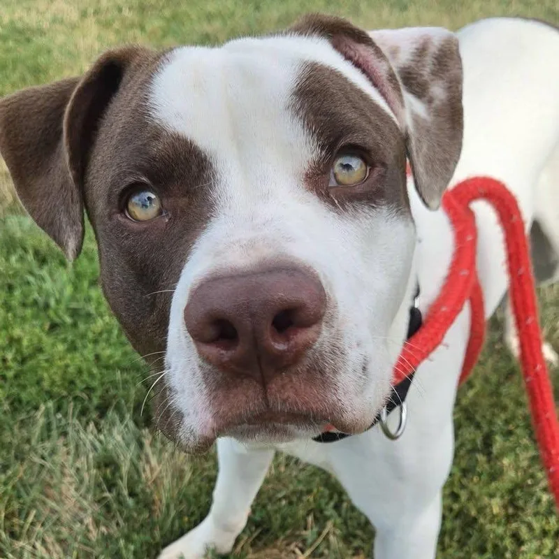 A young large-sized male Terrier dog named Louie for adoption in North Syracuse, NY