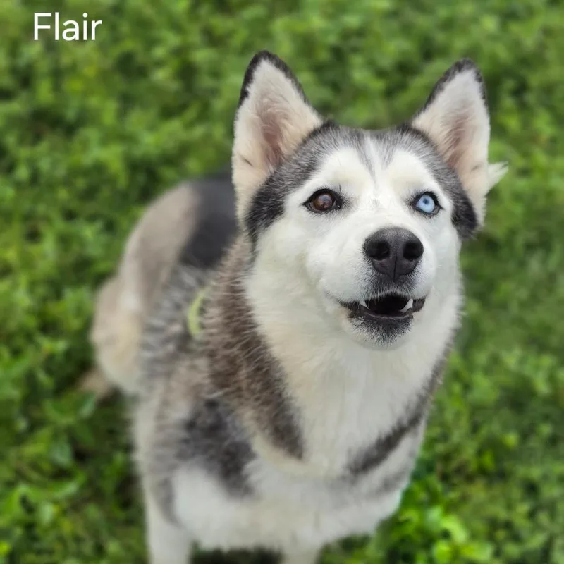 Flair Jum
