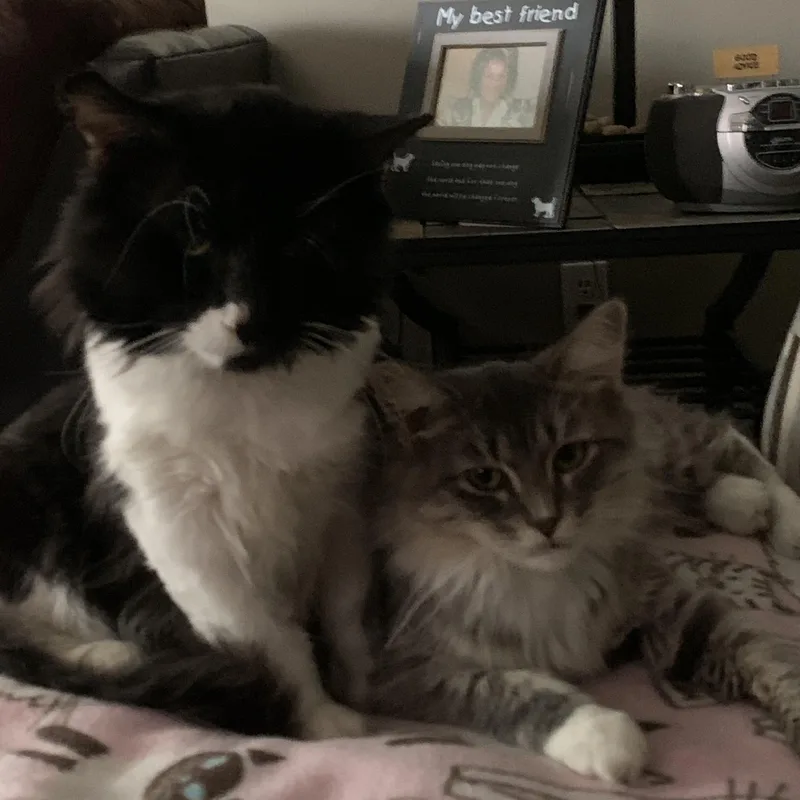 A young medium-sized male Domestic Long Hair cat named Beebo and Chatty Cathy for adoption in Farmington, MN