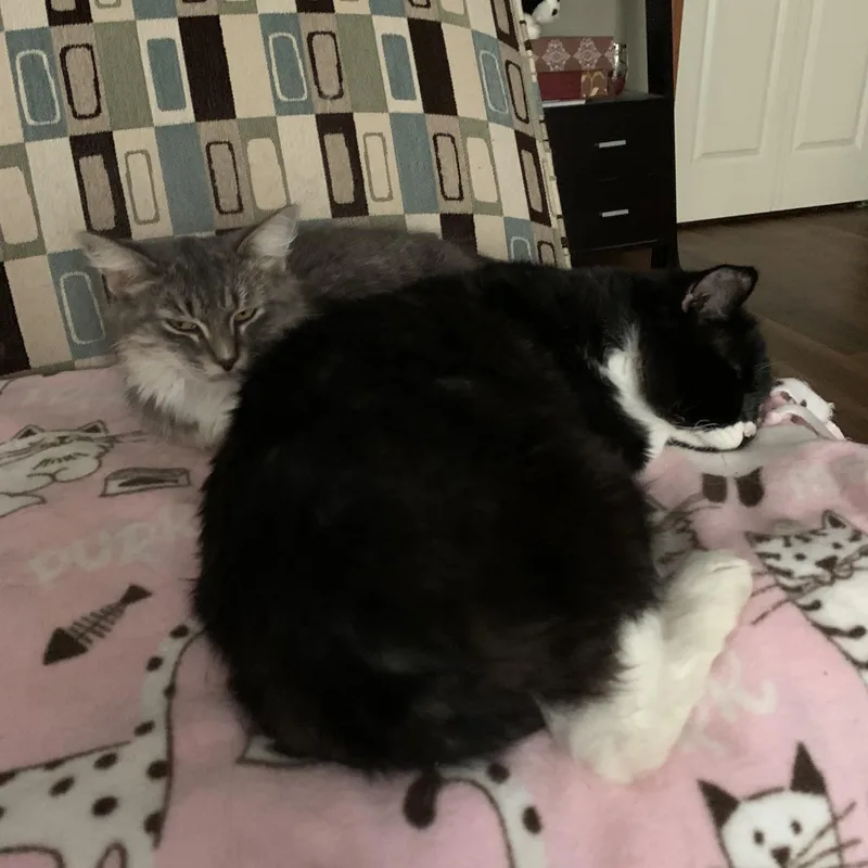 Beebo and Chatty Cathy thumbnail 2