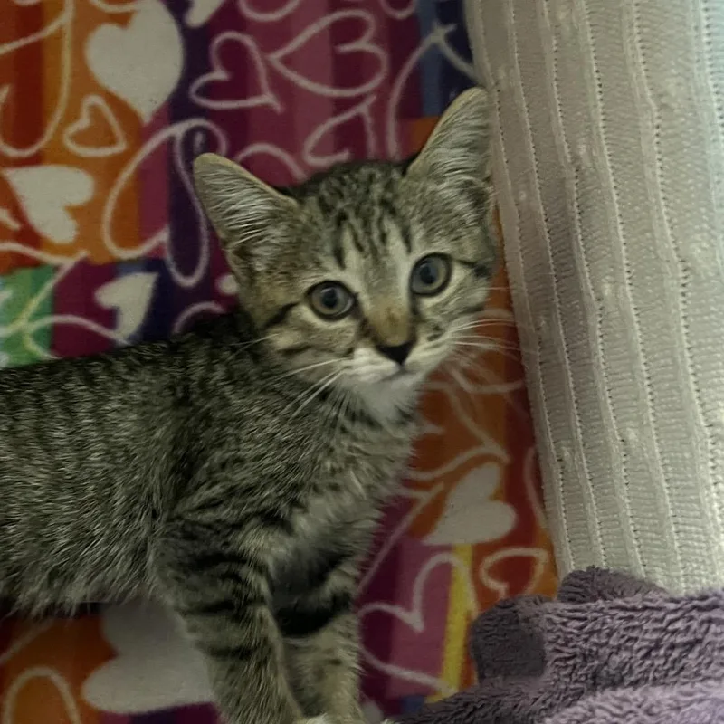 A baby small-sized female Brown / Chocolate Domestic Short Hair cat named Kahlua for adoption in Naples, FL