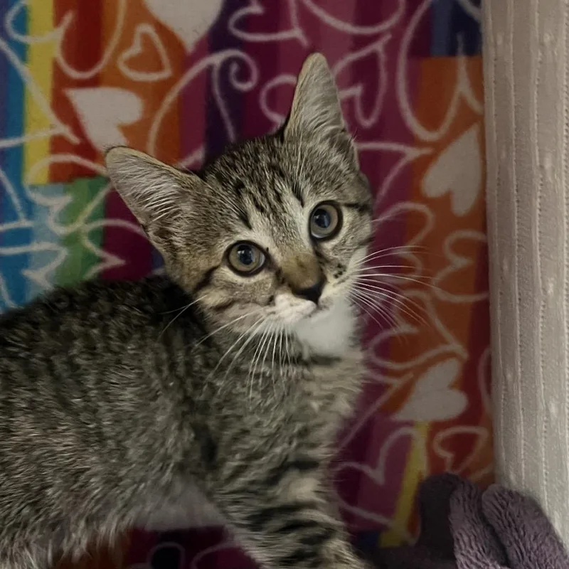 Kahlua thumbnail 2