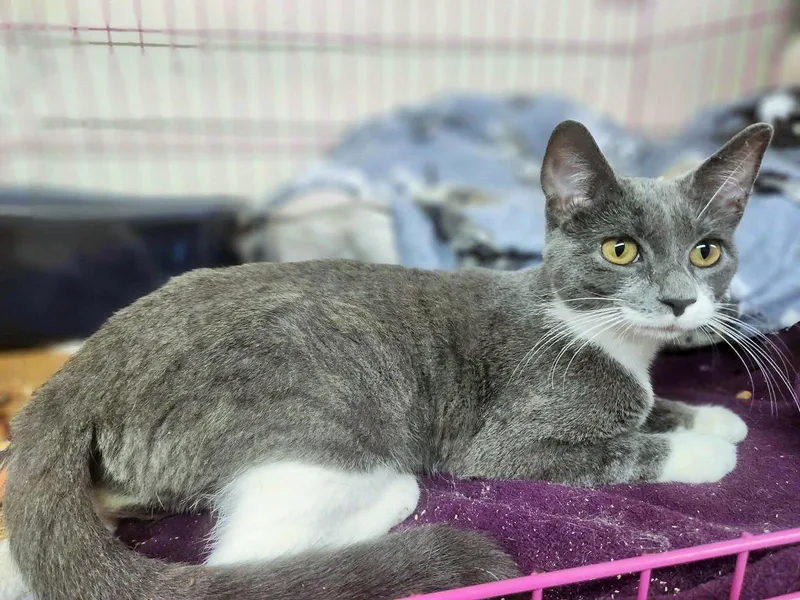 A young medium-sized female Gray & White Domestic Short Hair cat named CC Rider for adoption in Social Circle, GA
