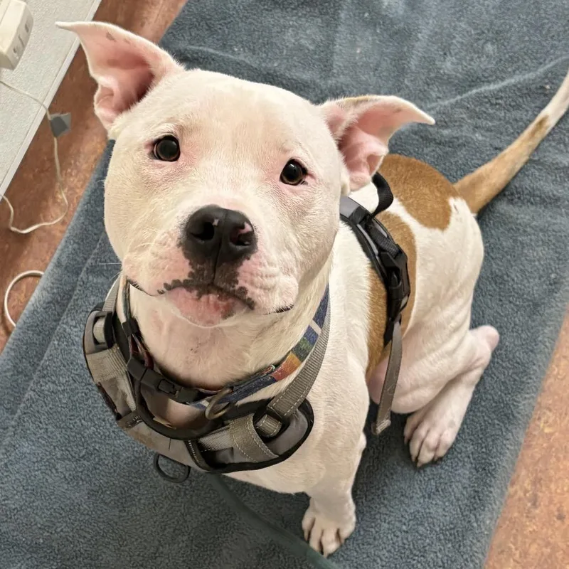 A young large-sized male White / Cream Pit Bull Terrier dog named Dennis for adoption in Glenwood Springs, CO