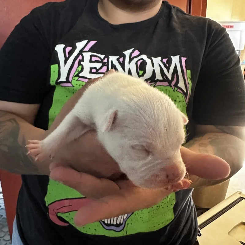 Dennis thumbnail 2