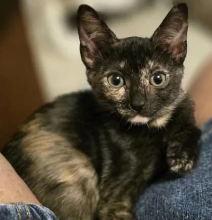 A baby small-sized female Domestic Short Hair cat named Leilani for adoption in Honolulu, HI