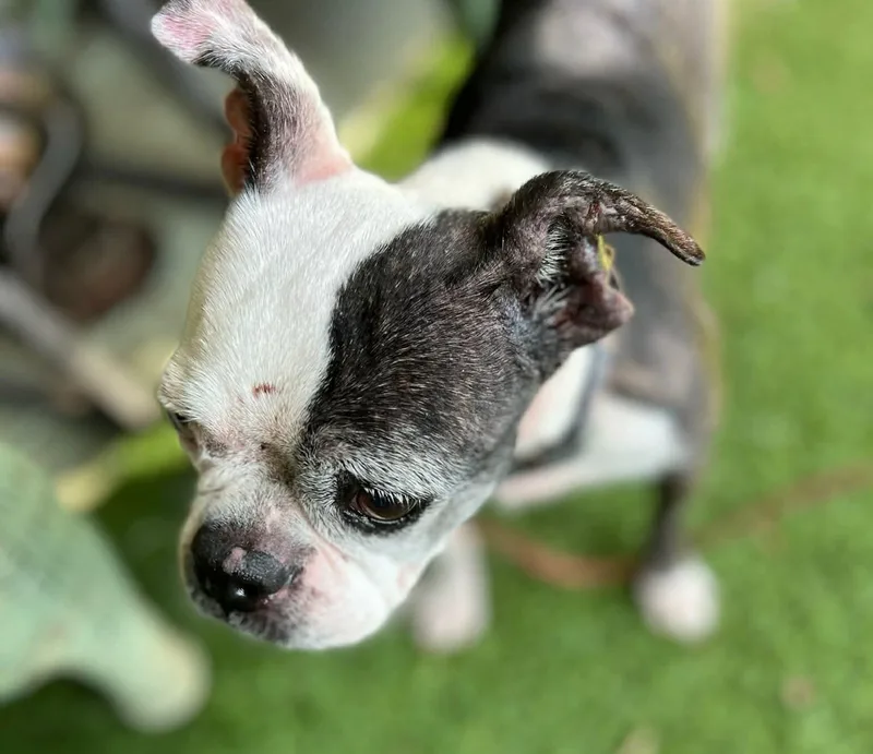 An adult medium-sized female Boston Terrier dog named Poppy for adoption in Van Vleck, TX